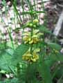 Lamiaceae-Lamium-galeobdolon-Lamiastrum-galeobdolon-Lamier-dore-Lamier-jaune.jpg
