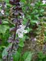 Ocimum basilicum purpurascens