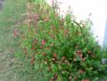 Salvia microphylla grahamii