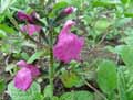 Salvia microphylla Pink Blush