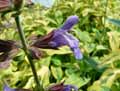 Salvia officinalis aurea