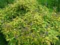 Salvia officinalis aurea