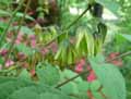 Lardizabalaceae-Decaisnea-fargesii-Arbres-aux-haricots-bleus.jpg