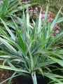 Liliaceae-Astelia-chathamica-Sylver-Spear-Astelia-20131127192508.jpg
