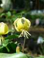Liliaceae-Erythronium-Pagode-Erythronium-20131127192555.jpg