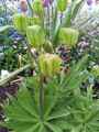 Fritillaria imperialis lutea