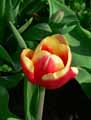 Liliaceae-Tulipa-Kees-Nelis-Tulipe-Kees-Nelis.jpg