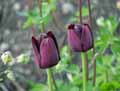 Liliaceae-Tulipa-Queen-of-Night-Tulipe-Queen-of-the-Night.jpg