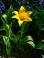 Liliaceae-Tulipa-sylvestris-Tulipe-des-bois-Tulipe-sauvage.jpg
