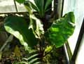 Lomariopsidaceae-Elaphoglossum-crinitum-Elaphoglossum.jpg