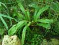 Elaphoglossum villosum