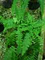 Lomariopsidaceae-Nephrolepis-biserrata-Furcans-Nephrolepis.jpg