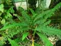 Lomariopsidaceae-Nephrolepis-cordifolia-Plumosa-Nephrolepis-cordata-Plumosa-Nephrolepis.jpg