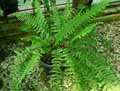 Lomariopsidaceae-Nephrolepis-exaltata-Fougere-de-Boston.jpg