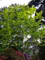 Magnoliaceae-Magnolia-macrophylla-Magnolia-a-grandes-feuilles-9494.jpg
