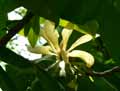 Magnoliaceae-Magnolia-tripetala-Magnolia-parasol.jpg