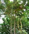 Pterospermum acerifolium