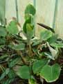 Marantaceae-Ischnosiphon-leucophaeus-Ischnosiphon.jpg