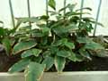 Marantaceae-Megaphrynium-macrostachyum-Megaphrynium.jpg