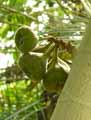 Moraceae-Ficus-auriculata-Figuier-a-oreilles-Figuier-a-oreillettes-Figieur-de-l-Himalaya.jpg