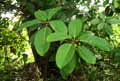 Moraceae-Ficus-bengalensis-Ficus-Figuier-Banian-Banyan-Figuier-des-Banyans.jpg