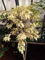 Moraceae-Ficus-benjamina-Starlight-Figuier-pleureur-Figuier-etrangleur.jpg