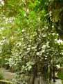 Ficus chauvieri