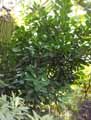 Moraceae-Ficus-cyathistipula-Ficus.jpg