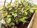 Ficus ferruginea