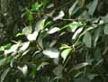 Moraceae-Ficus-glabella-Blume-Figuier.jpg