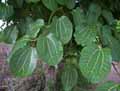 Moraceae-Morus-mesozygia-Murier-du-Senegal-Difou.jpg