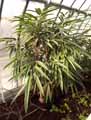 Moraceae-ficus-binnendijkii-Amstel-queen-Ficus.jpg
