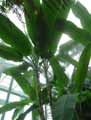 Musaceae-Musa-x-paradisiaca-Bananier-cultive-Bananier-du-paradis-Figuier-d-Adam.jpg