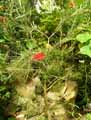 Myrtaceae-Callistemon-speciosus-Rince-bouteille-Rince-biberon-Plante-goupillon.jpg