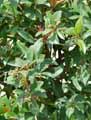 Eugenia myrtifolia, Syzygium paniculatum