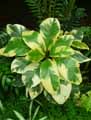 Nyctaginaceae-Pisonia-umbellifera-Variegata-Pisonia.jpg