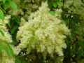 Oleaceae-Fraxinus-ornus-Frene-a-fleurs-20131128060242.jpg