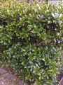Oleaceae-Osmanthus-heterophyllus-ilifolius-Osmanthe-a-feuilles-variables-20140128103216.jpg