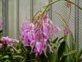Orchidaceae-Cattleya-x-maxima-Cattleya.jpg