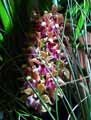 Orchidaceae-Cymbidium-pendulum-Cymbidium.jpg
