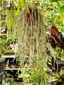 Dendrobium pierardii, Dendrobium aphyllum