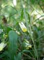 Orobanchaceae-Melampyrum-sylvaticum-Melampyre-des-forets-Melampyre-des-bois.jpg