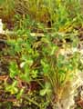 Oxalidaceae-Oxalis-megalorrhiza-Acetosella-megalorrhiza-Fleshy-yellow-sorrel.jpg