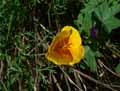 Papaveraceae-Eschscholzia-californica-Pavot-de-Californie-Globe-du-soleil.jpg