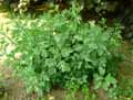 Papaveraceae-Romneya-coulteri-Pavot-en-arbre-Faux-pavot.jpg
