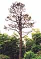 Pinus radiata, Pinus insignis