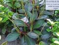 Piperaceae-Peperomia-clusiifolia-Peperomia-tricolore.jpg