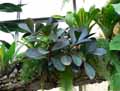 Piperaceae-Peperomia-obtusifolia-Piper-obtusifolium-Pourpier-des-bois-Peperomia-a-feuilles-obtuses.jpg