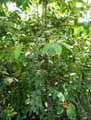 Piper auritum var. amplifolium