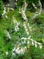 Plantaginaceae-Digitalis-purpurea-Alba-Digitale-pourpre-blanche-9600.jpg